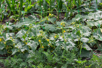 Flowering cucumber plants creeping on the mesh on a field