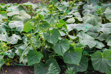 Flowering cucumber plants creeping on the mesh on a field