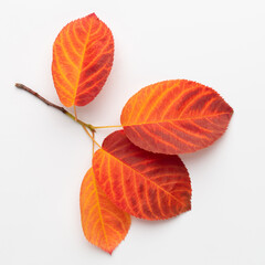 Autumn maple leaves isolated on white background.