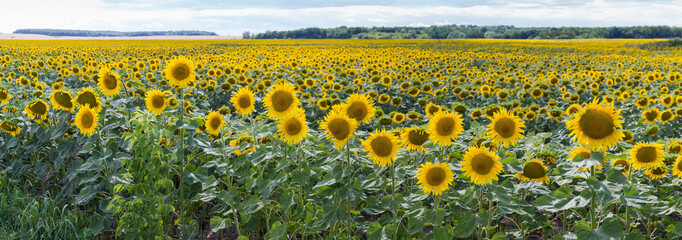 Flowering sunflowers on field against the sky and distant forest