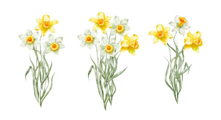 Watercolor illustration - Spring garden flowers, daffodils, narcissus, blooming, blossom.