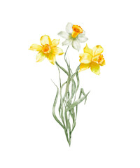 Watercolor illustration - Spring garden flowers, daffodils, narcissus, blooming, blossom.