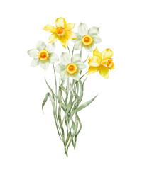 Watercolor illustration - Spring garden flowers, daffodils, narcissus, blooming, blossom.