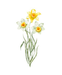 Watercolor illustration - Spring garden flowers, daffodils, narcissus, blooming, blossom.