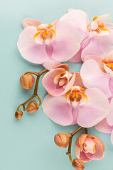 Obraz na płótnie Canvas Pink orchid theme objects on pastel background.