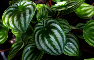 Tropical 'Peperomia Argyreia' or 'watermelon Peperomia' plant with round silvery green leaves ...