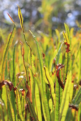 Nature background vertical view