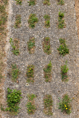 Climate resistant concrete tiels of the former border road in Germany with open space for little plants, flowers and grass and watering