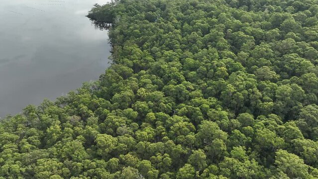 flying over a plantation of trees, in a forestry farm, in the bush in the mountains
