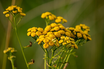 Yellow common tansy flowers or Tanacetum vulgare against a green blurred background. This plant is native to temperate Europe and Asia