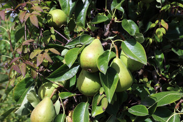 Close up of Pears ripening in the sun, Derbyshire England
