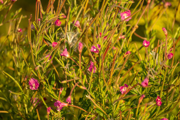 red flowers in meadow on sunny day