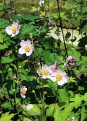Pink Grape leaf anemone flowers, Derbyshire England
