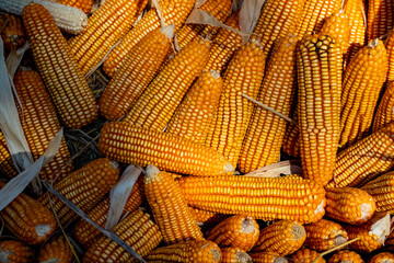 Fototapeta na wymiar Fall harvest cornucopia. picking corn in the farm.