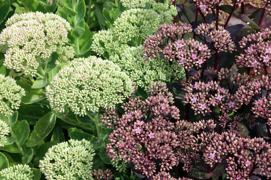 Orpine Images – Browse 23,839 Stock Photos, Vectors, and Video | Adobe ...