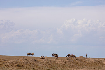 Herd of camels in the desert of Karaganda region, Kazakhstan. Two of them standing closely huddled together.