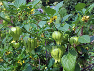 Sunlit Tomatillo fruit, Derbyshire England
