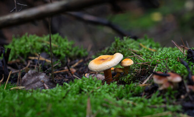 beautiful yellow mushrooms growing in green moss in the forest
