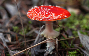 beautiful red mushroom fly agaric growing in moss in the forest