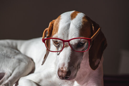 Intellektueller Hund ;)  Jagdhund mit Brille - Istrianer kurzhaarige Bracke- Istarski kratkodlaki gonic