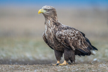 White tailed eagle on the ground