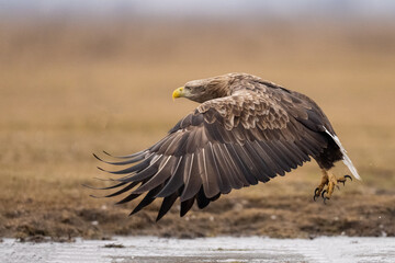 White tailed eagle flying
