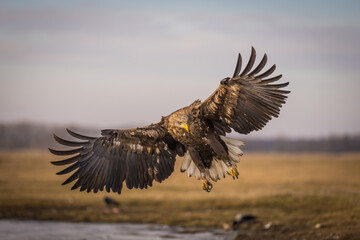 White tailed eagle flying in the air