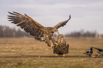 Battle of the white tailed eagles in the air