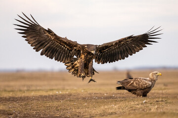 White tailed eagle flying in the air