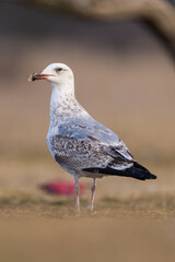 Obraz premium seagull portrait
