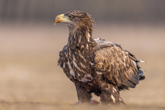 White tailed eagle on the ground