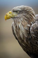 White tailed eagle close-up portrait