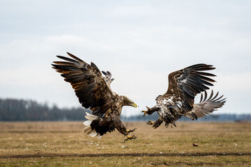 Battle of the white tailed eagles in the air