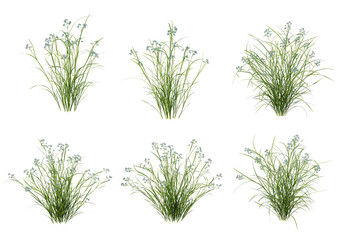 Shrubs and grass on a transparent background
