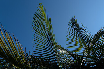 Fototapeta premium Palm leaves background, natural green texture with palm foliage backdrop. Tropical green background.