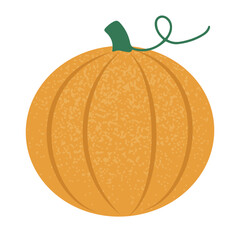 Hand drawn round autumn pumpkin. Isolated on white vector illustration in flat style