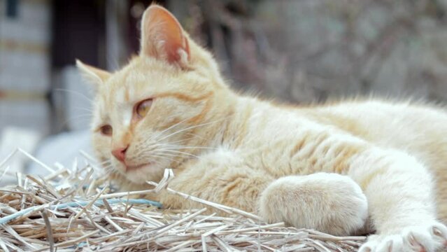 Close-up of a red domestic cat resting peacefully in the hay on a warm summer day. A funny orange striped cat basks in the sun. A cute pet is basking under the spring sun on dry grass.