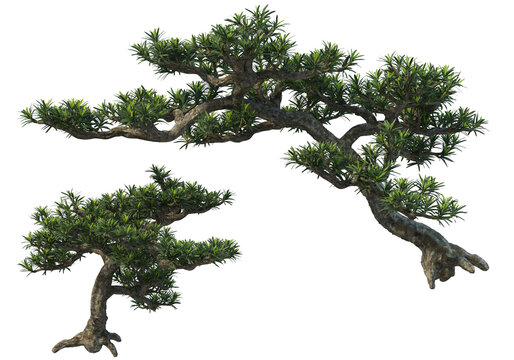 Bonsai on transparent background
