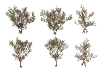 Shrubs and tree on a transparent background
