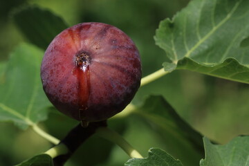 red fig fruits 
