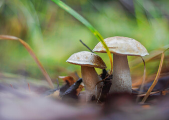 beautiful mushrooms obabok in a fabulous forest