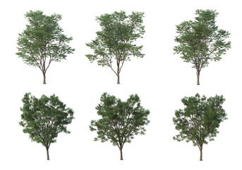 Tree on a transparent background
