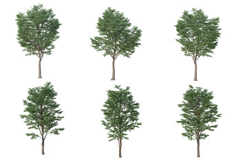 Obraz premium Tree on a transparent background 