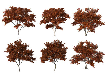 Fototapeta premium Autumn tree on a transparent background 
