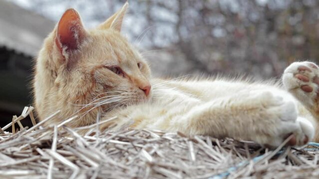 Close-up of a red domestic cat resting peacefully in the hay on a warm summer day. A funny orange striped cat basks in the sun. A cute pet is basking under the spring sun on dry grass.