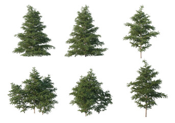 Shrubs and flower on a transparent background
