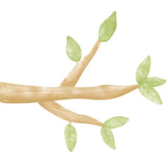 Watercolor the branches and leaf png.