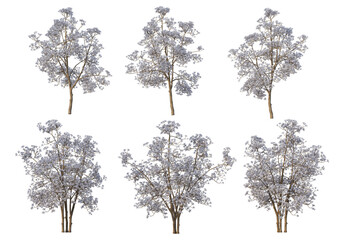 Tree on a transparent background
