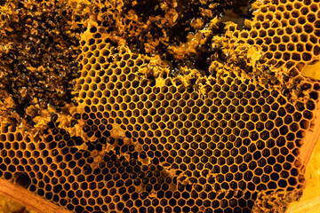 Honeycomb with bee honey