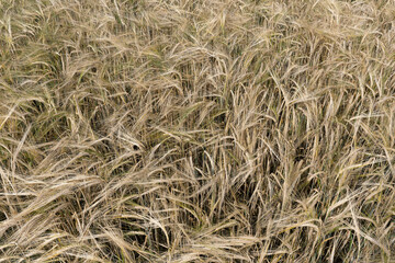 Braune Ähren von fast reifer Gerste auf einem Feld in Nahaufnahme Draufsicht